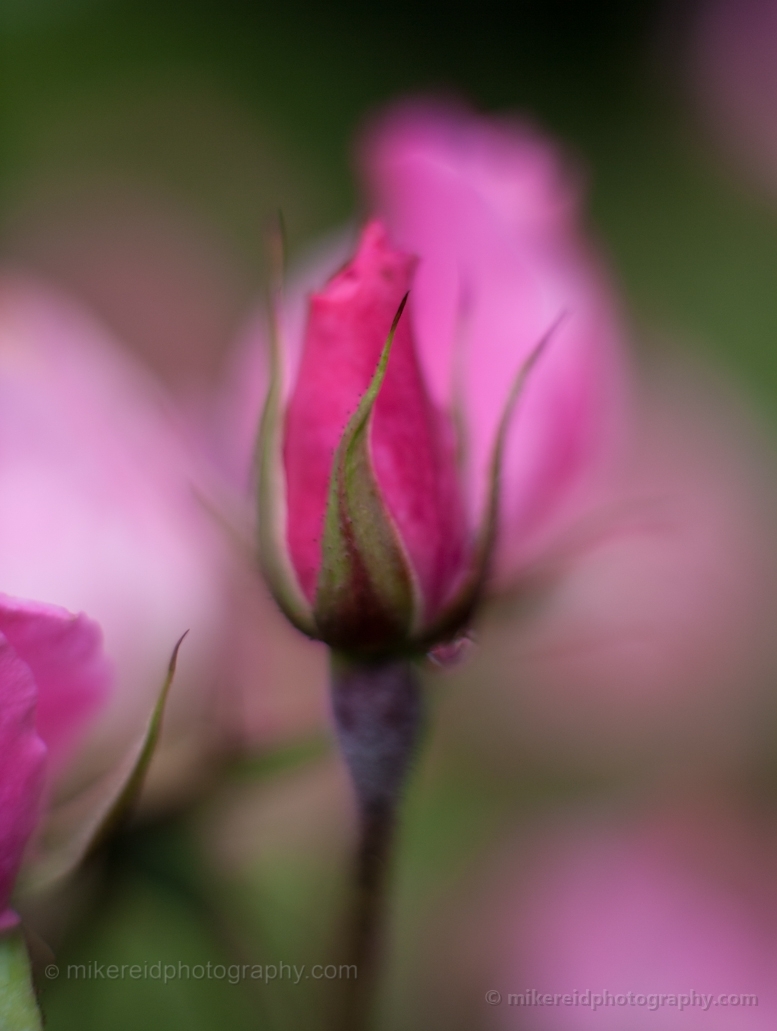 Beautiful Pink Rosebud